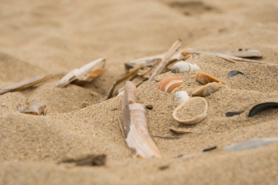 Foto: Celina Polane, Staatsbosbeheer
