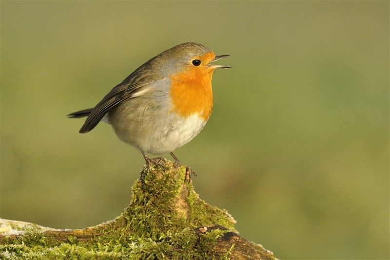 Roodborst | Foto: Jelle de Jong