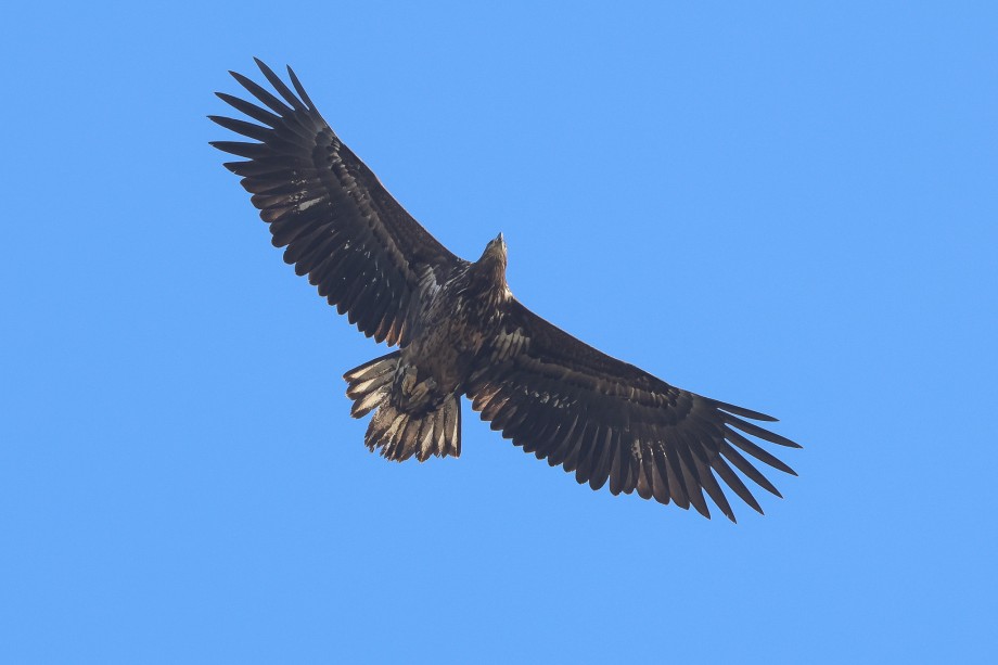 Zeearend - foto Arjan Dwarshuis