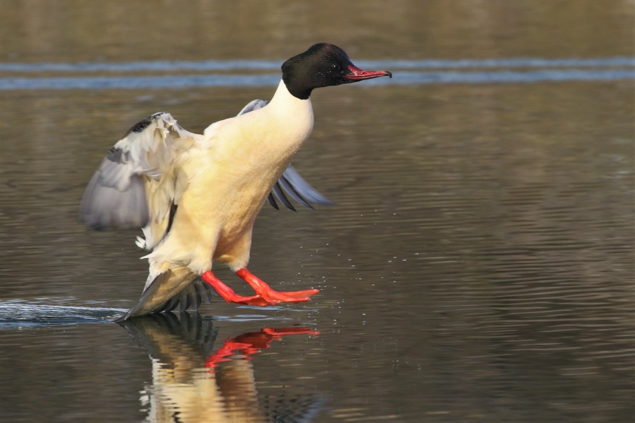 Grote zaagbek - Arjan Dwarshuis