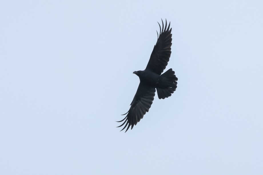 Raaf - Arjan Dwarshuis