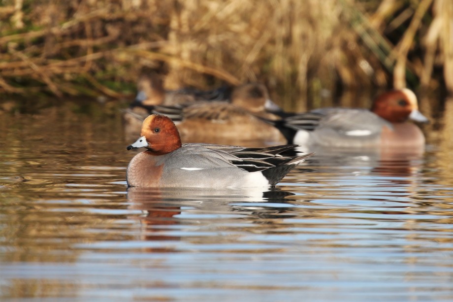 Smient - Arjan Dwarshuis