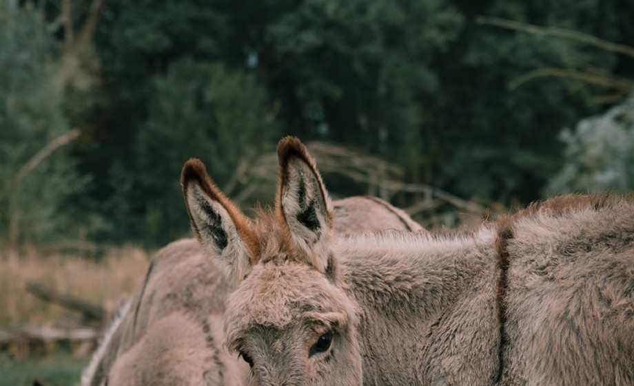 Foto: Sheena Schouwink