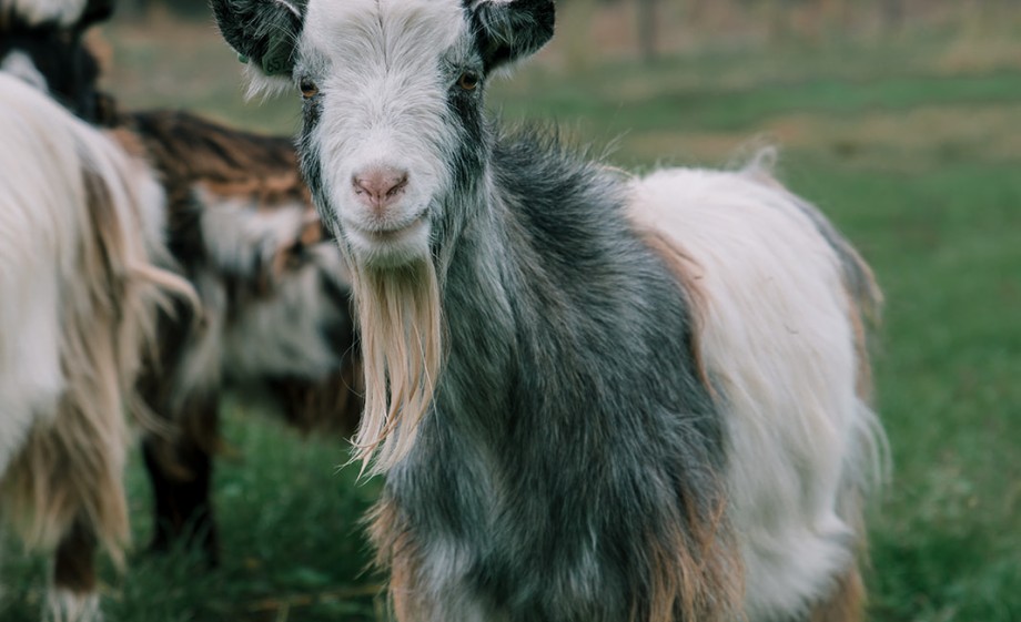 Foto: Sheena Schouwink