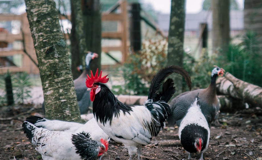 Foto: Sheena Schouwink