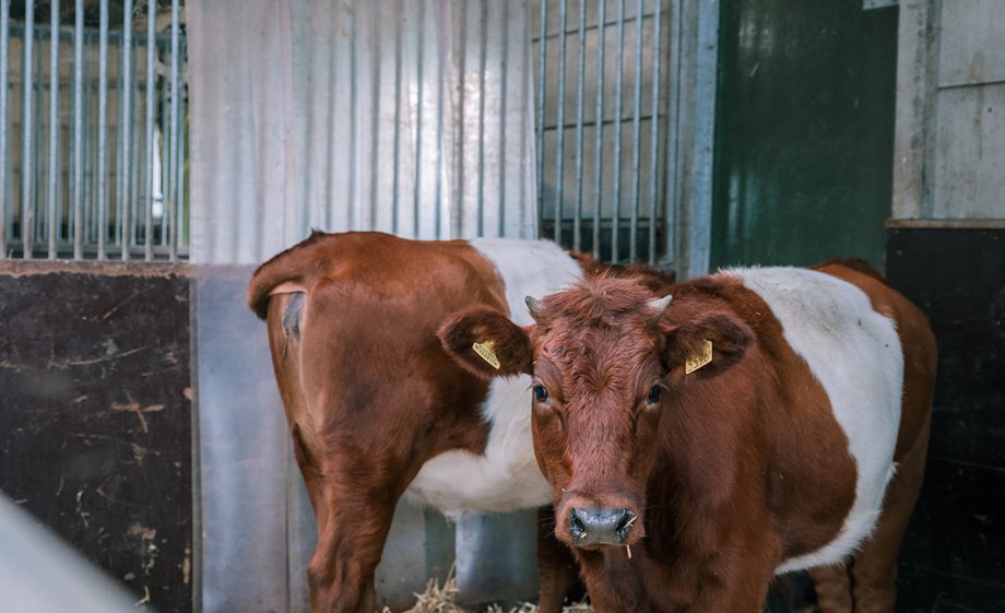 Foto: Sheena Schouwink