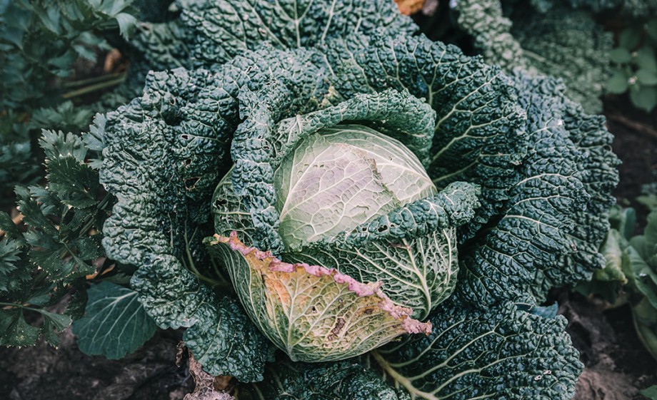 Foto: Sheena Schouwink