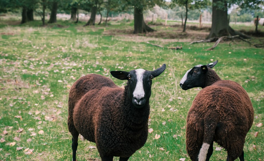 Foto: Sheena Schouwink