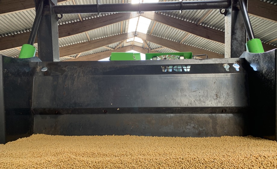 Sojabonen moeten na de oogst drogen | Foto: Bart en Tom Grobben