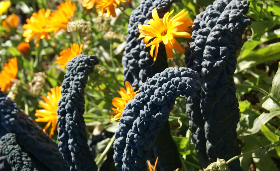 Cavalo nero en goudsbloem | Foto: Anne Wieggers 