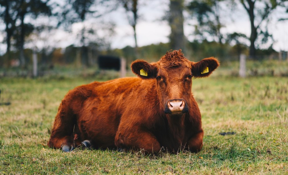 Koe in het Enters Reggedal | Foto: Marjon Lukje