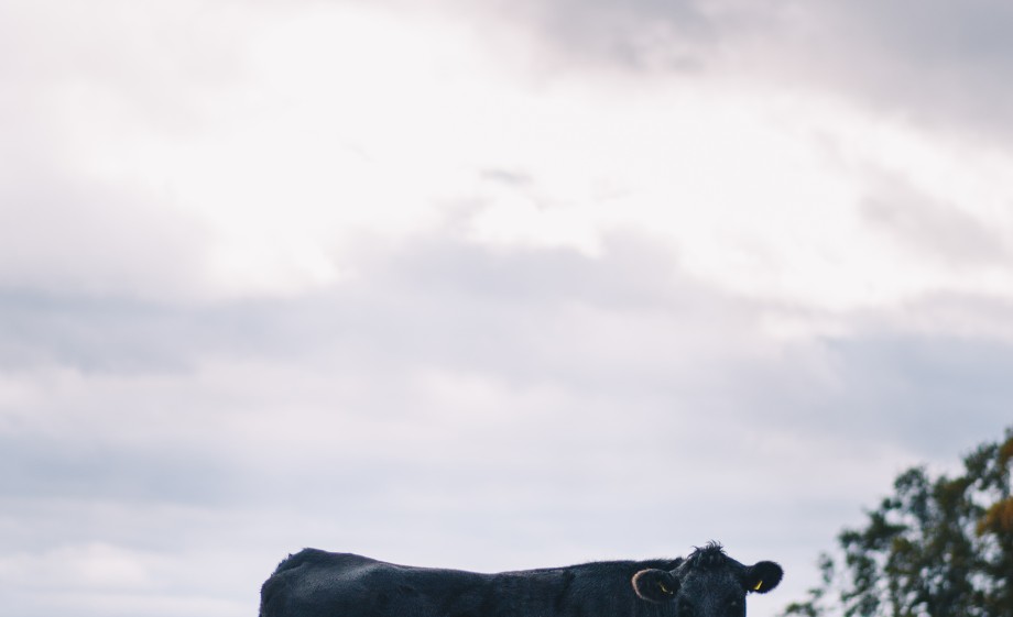 Koe in het Enters Reggedal | Foto: Marjon Lukje