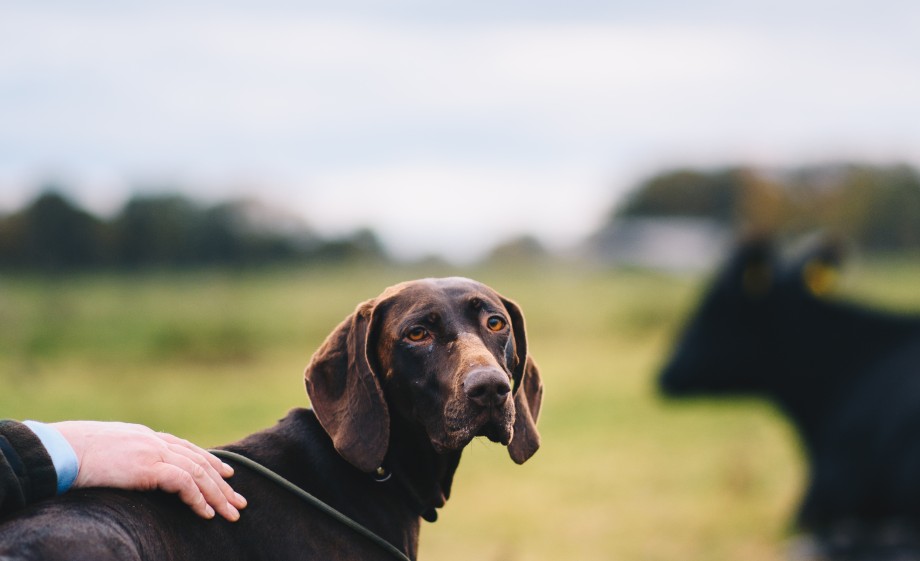 Met de hond op pad | Foto: Marjon Lukje