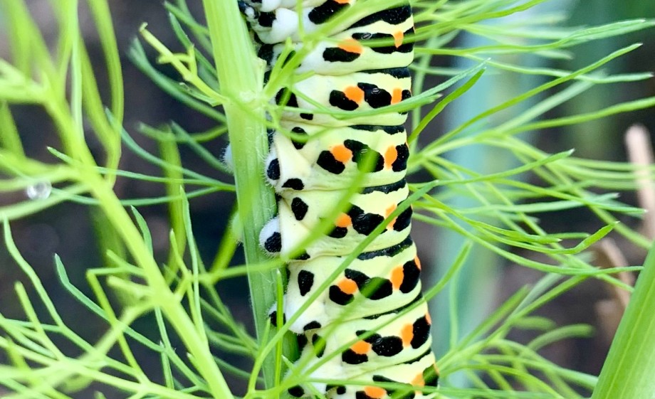 Rups van zeldzame vlinder koninginnenpage in de tuin | Foto: Anne Wieggers 