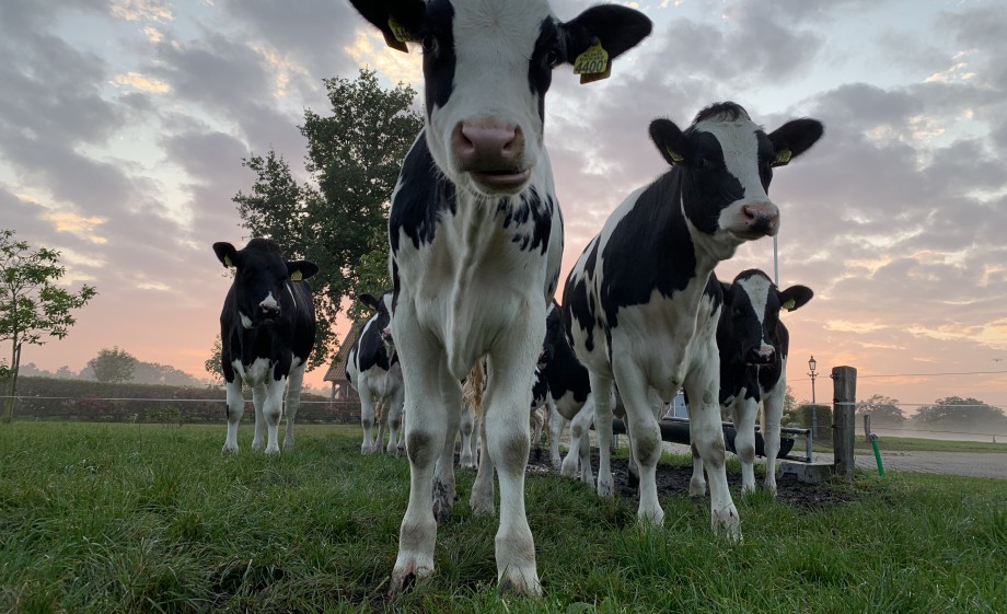 De melkkoeien op de boerderij van Tom, Bart en hun ouders| Foto: Bart en Tom Grobben