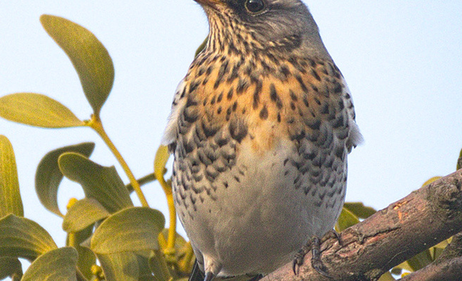 Foto: Hedera Baltica