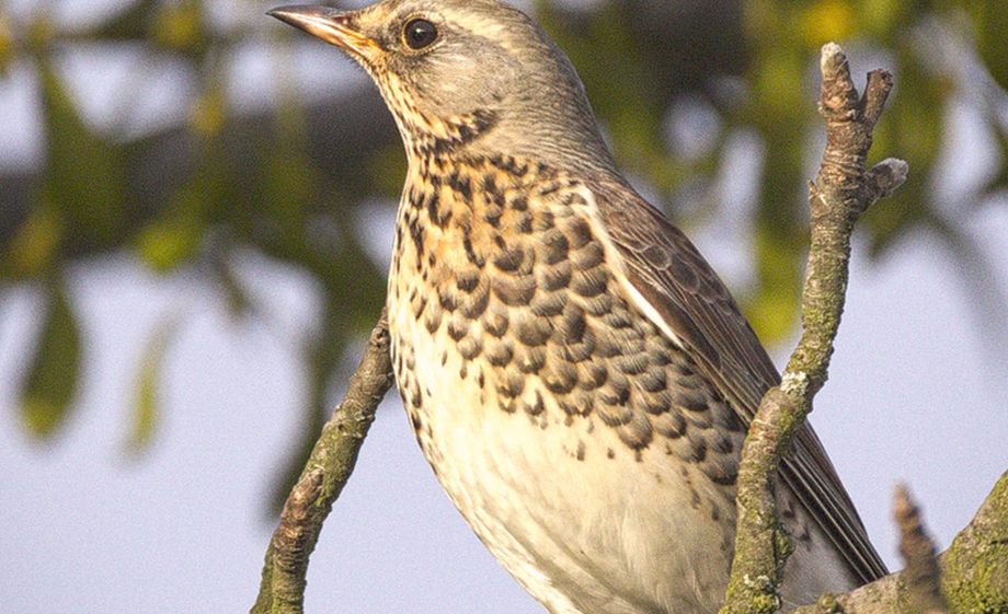 Foto: Hedera Baltica