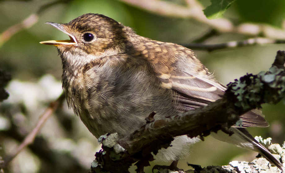 Foto: Valentin Hintikka