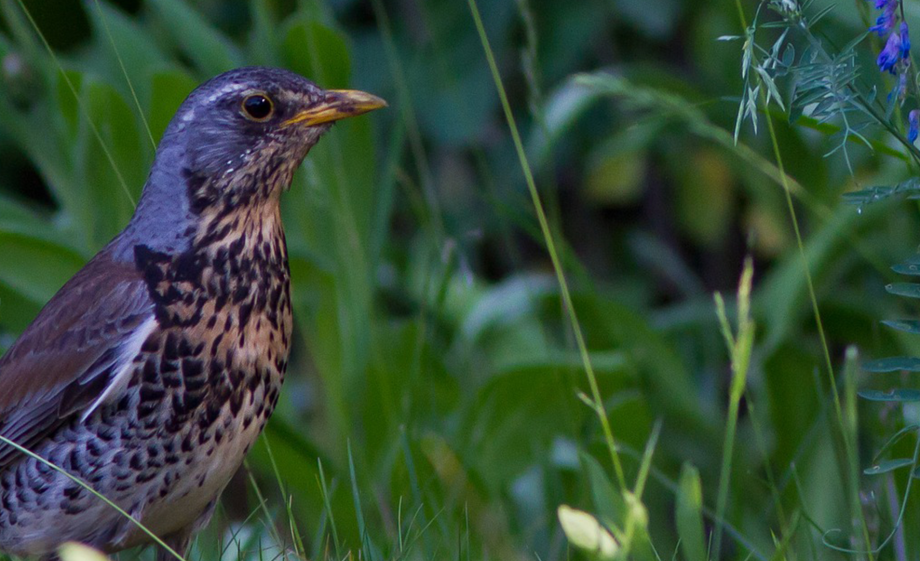 Foto: Valentin Hintikka