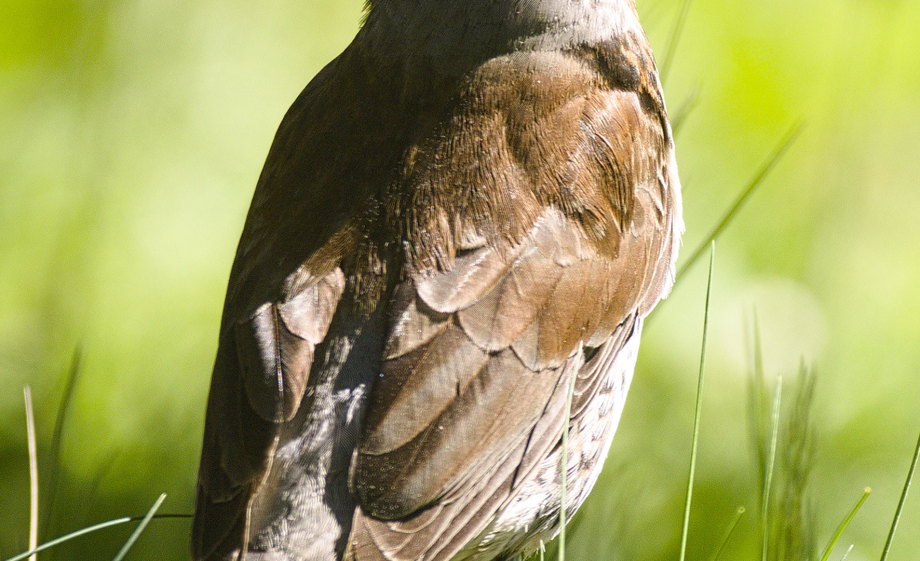 Foto: Hedera Baltica