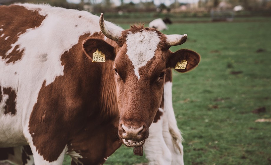 Foto: Sheena Schouwink