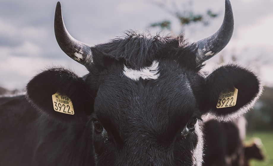 Foto: Sheena Schouwink