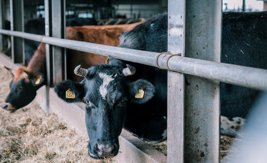 Foto: Sheena Schouwink