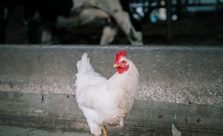 Foto: Sheena Schouwink