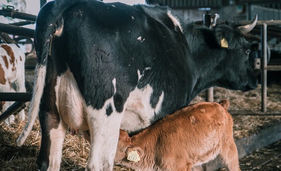 Foto: Sheena Schouwink