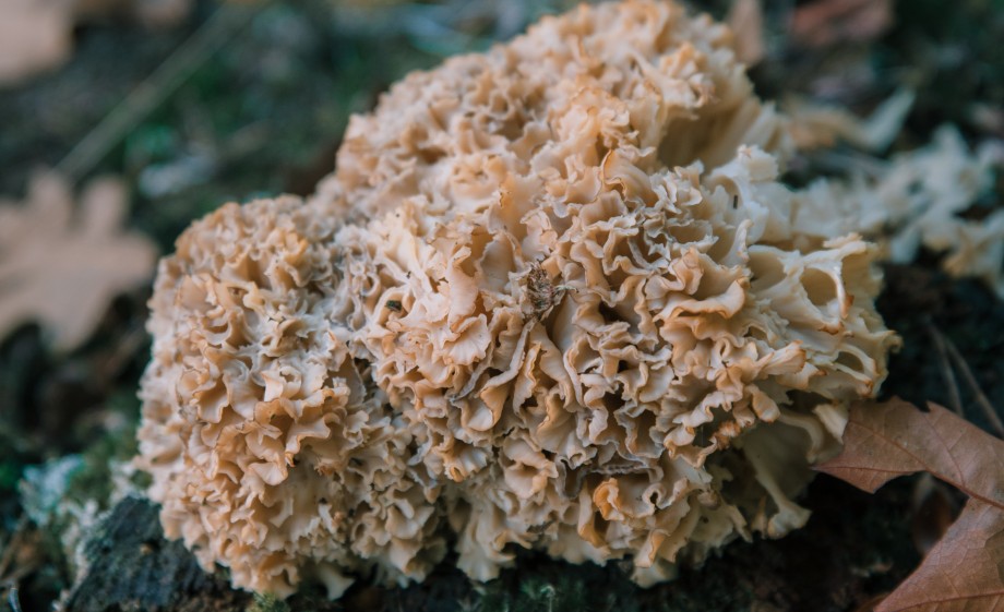 De sponszwam | Foto: Sheena Schouwink