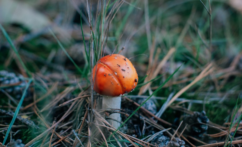 Paddenstoel | Foto: Sheena Schouwink