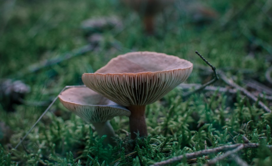 Paddenstoel | Foto: Sheena Schouwink