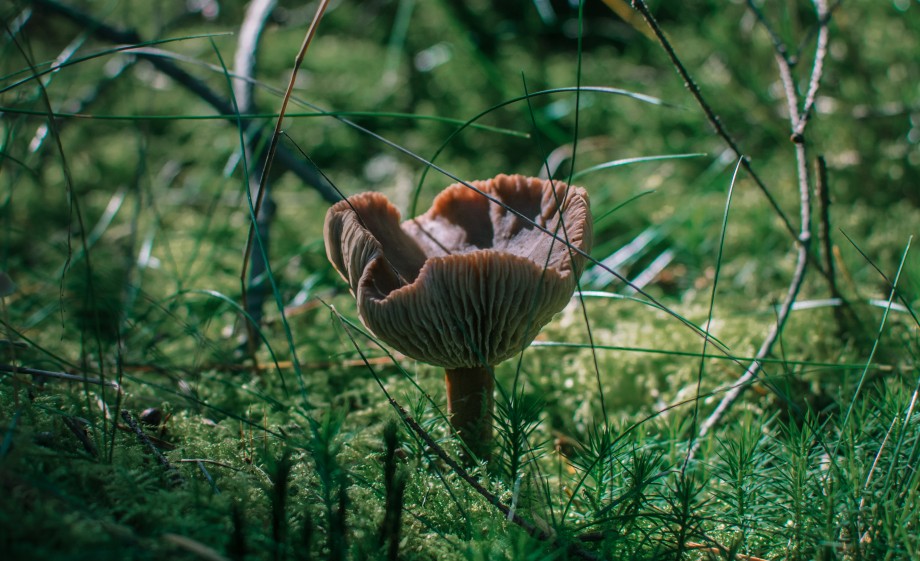 Paddenstoel | Foto: Sheena Schouwink