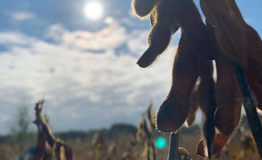 Sojaplant bijna klaar voor de oogst | Foto: Bart en Tom Grobben