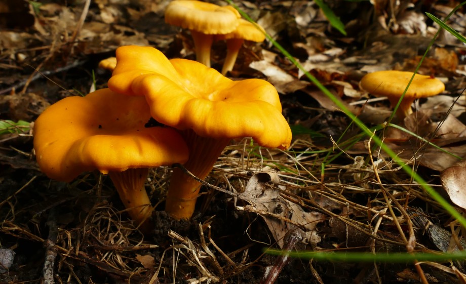 Cantharellen | archief boswachter Evert Thomas