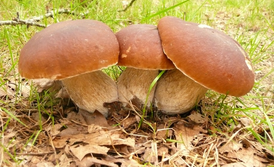 Eekhoorntjesbrood | archief boswachter Evert Thomas