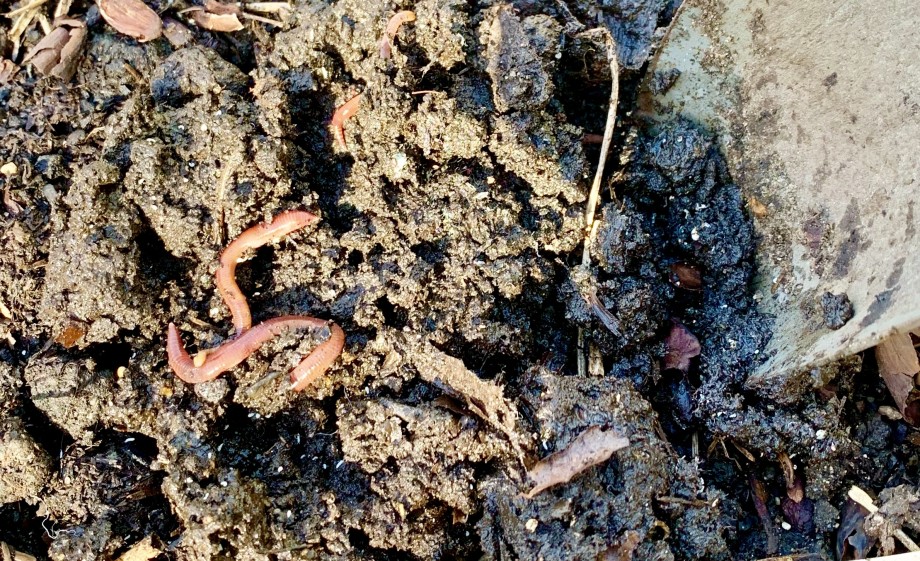 Gezonde aarde met wormen | Foto: Anne Wieggers 