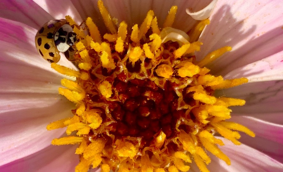 Lieveheersbeestje in de tuin | Foto: Anne Wieggers