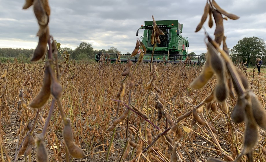 Soja oogsten in oktober 2020 | Foto: Bart en Tom Grobben 