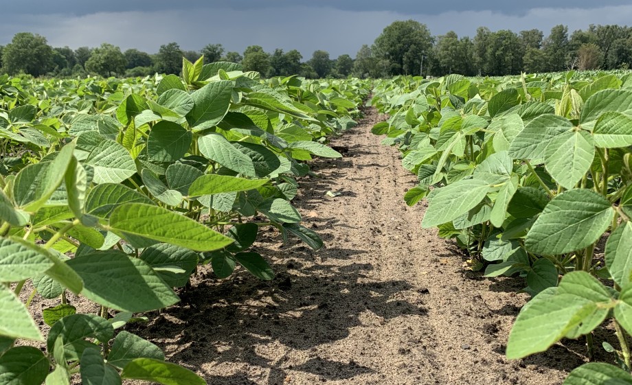 Sojaplanten op het land | Foto: Bart en Tom Grobben