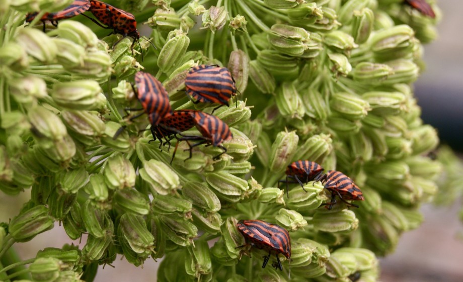 Pyjamaschildwants in de tuin | Foto: Anne Wieggers