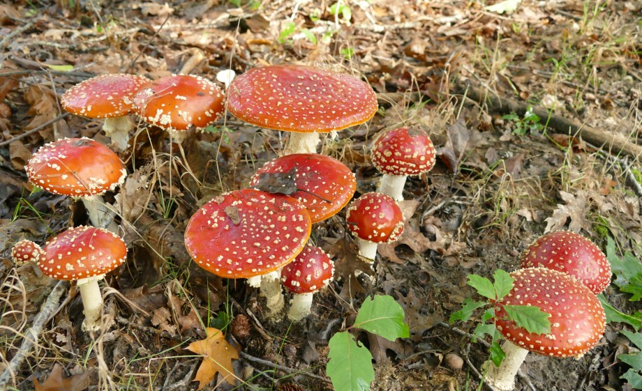 Vliegenzwammen | archief boswachter Evert Thomas