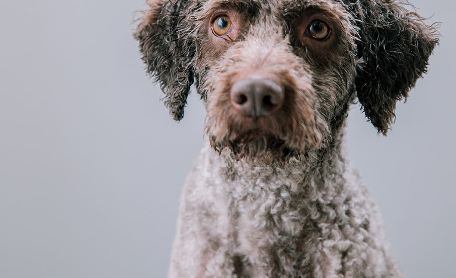 Hond Aardbevingshuis Groningen
