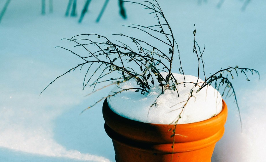 Sneeuw in de tuin | Foto: Pixabay