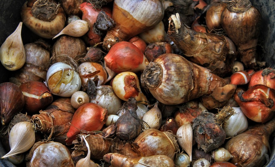 Bloembollen bewaren voor volgend jaar | Foto: Pixabay