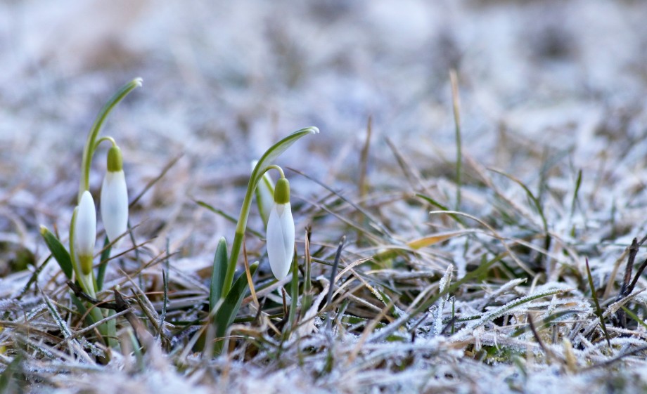 Sneeuwklokjes | Foto: Pixabay