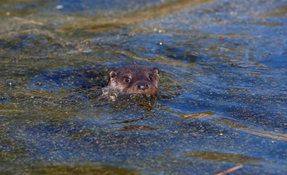 Otter in het water | Foto: Jeroen den Hartog Staatsbosbeheer