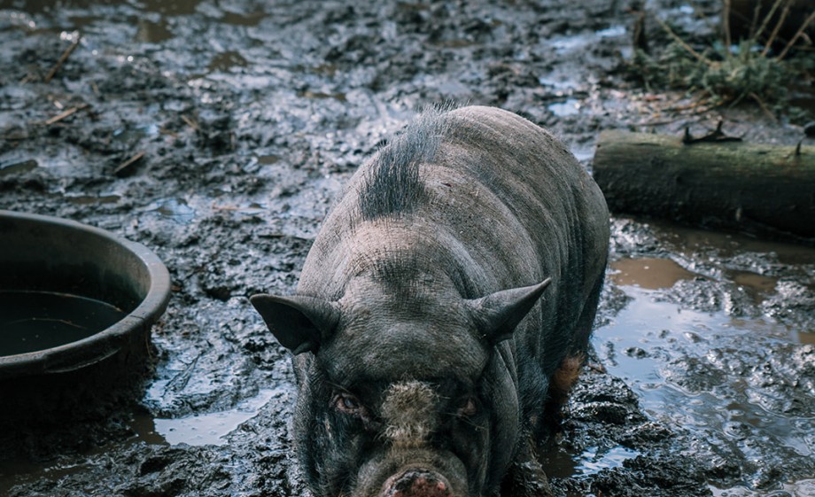 Foto: Sheena Schouwink