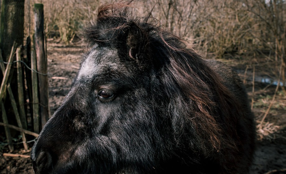 Foto: Sheena Schouwink