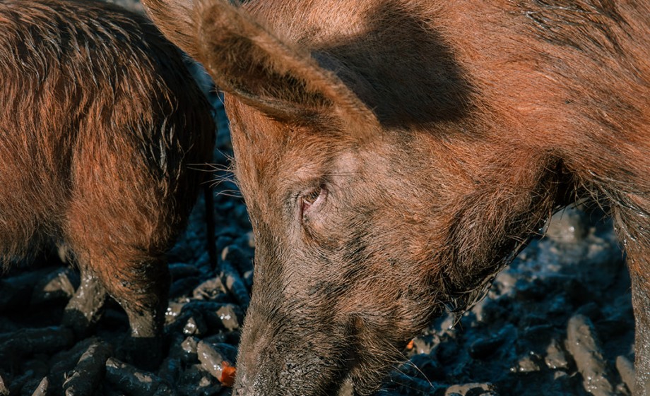 Tamworth varkens | Foto Sheena Schouwink